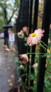 A ray of sunshine on a rainy day