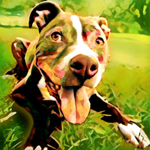 2018-04 - Pet Portrait - Kane-Modified